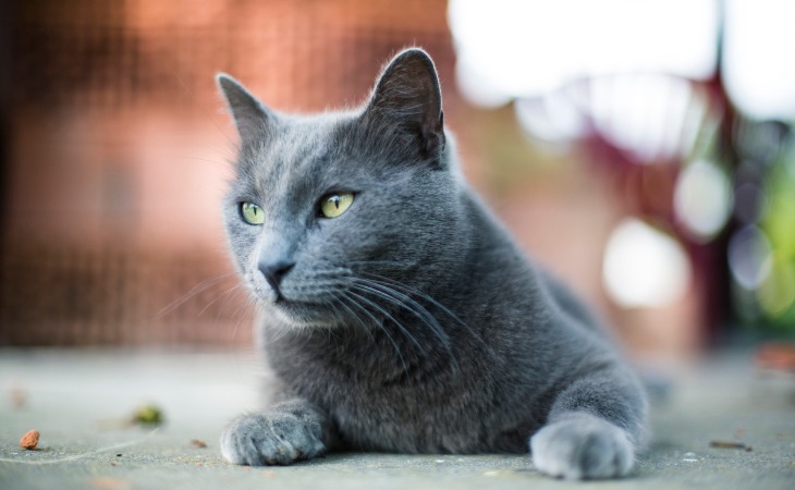 El azul ruso es una de las razas de gatos hipoalergénicos.