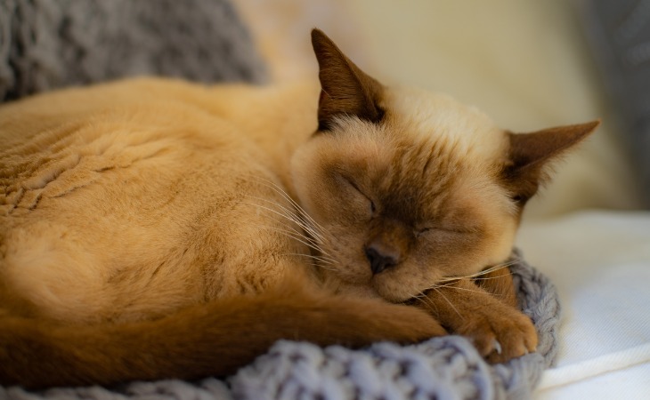 El birmano es una de las razas de gatos hipoalergénicos.