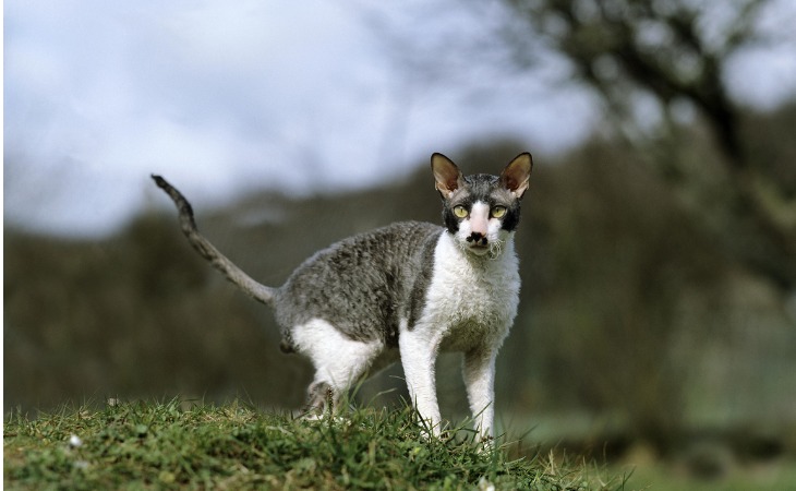 El cornish rex es una de las razas de gatos hipoalergénicos.