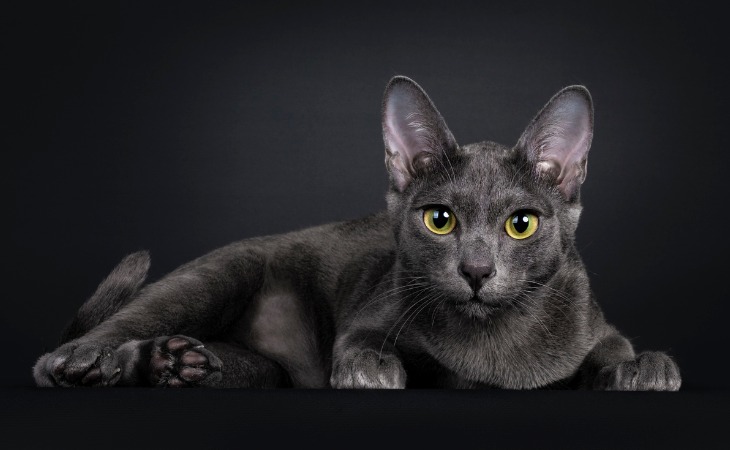 El korat es una de las razas de gatos hipoalergénicos.