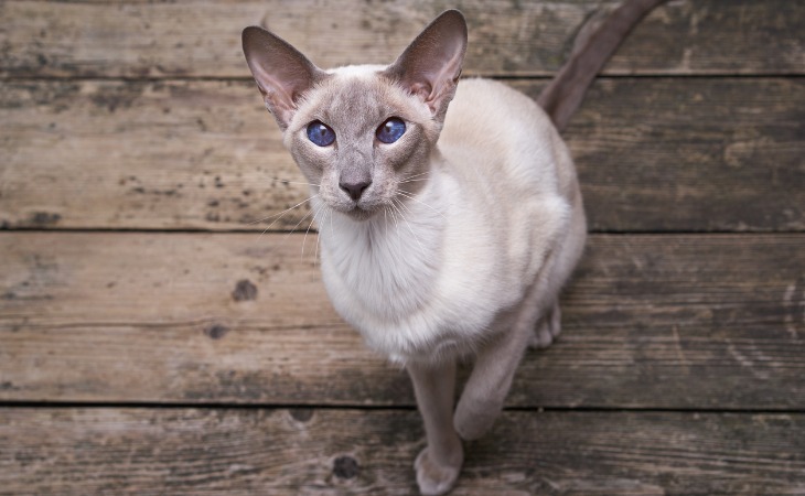 El oriental es una de las razas de gatos hipoalergénicos.