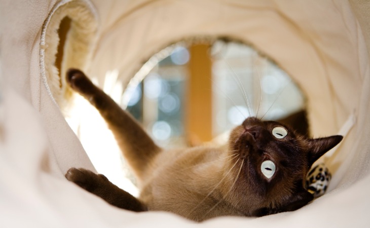 El siamés es una de las razas de gatos hipoalergénicos.