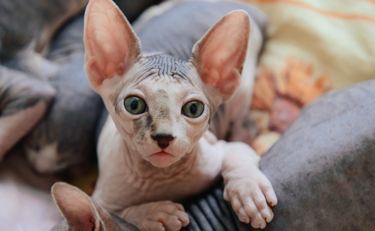 El sphynx es una de las razas de gatos hipoalergénicos.