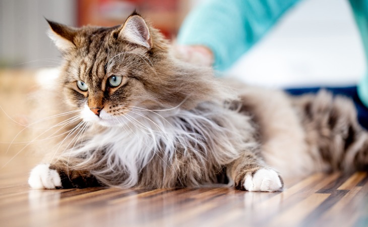 El siberiano es una de las razas de gatos hipoalergénicos.