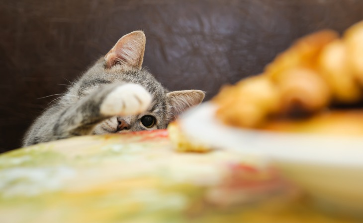 Gato que intenta robar comida.