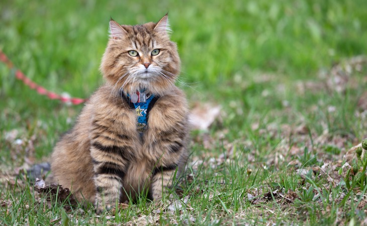 Gato siberiano con arnés.