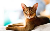 Joven gato abisinio tumbado en una cama.