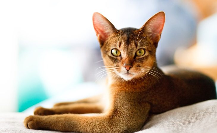 Joven gato abisinio tumbado en una cama.