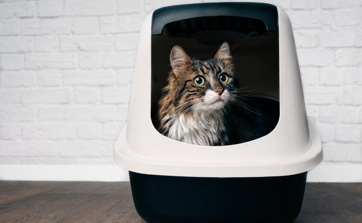 maine coon en su caja de arena.