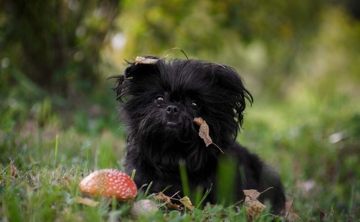 Perro Affenpinscher tumbado en la hierba.