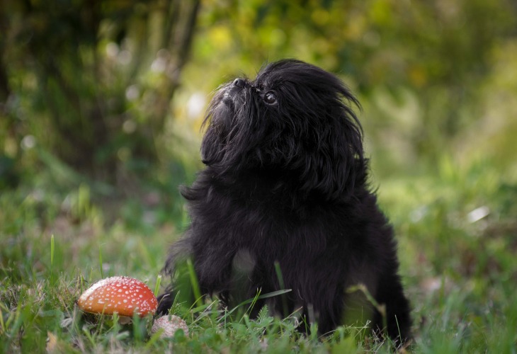 El Affenpinscher es un auténtico bromista.