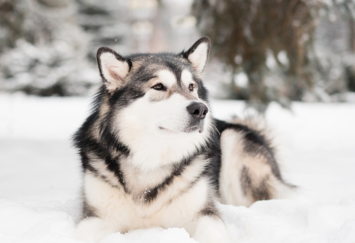 El Alaskan Malamute es majestuoso y su mantenimiento es relativamente sencillo.