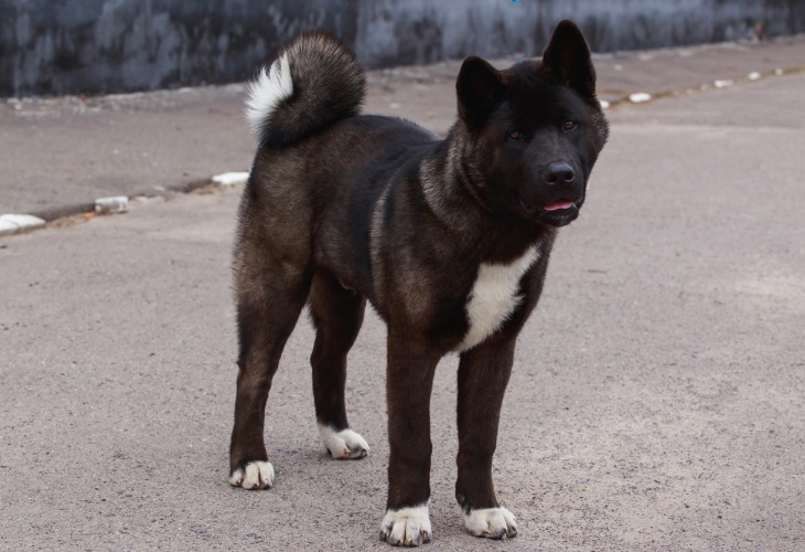 Perro Akita americano.