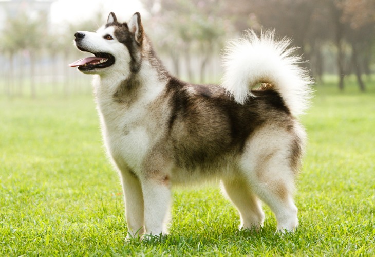 El Alaskan Malamute es un compañero tranquilo pero decidido.