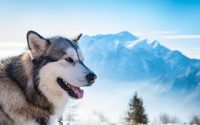 Perro de raza Alaskan Malamute de Alaska a las montañas.