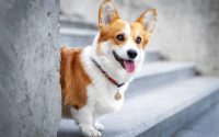 Perro Corgi sentado en los escalones.