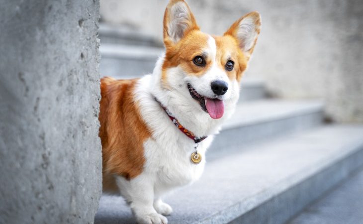 Perro Corgi sentado en los escalones.