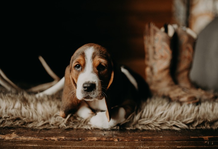 Cachorro de Basset Hound sentado en el suelo.