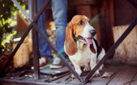 Perro Basset Hound sentado en una terraza.