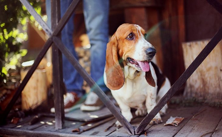 Perro Basset Hound sentado en una terraza.