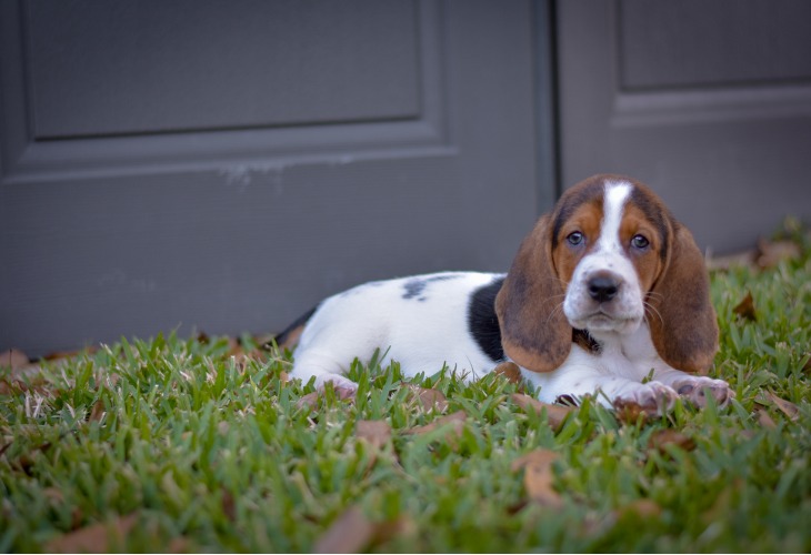 Cachorro de Basset Hound tumbado en la hierba.