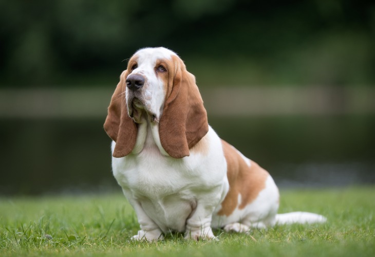 Basset Hound sentado en la hierba.