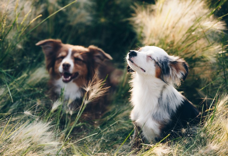 Dos cachorros de pastor australiano en la hierba.