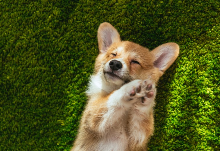 Chiot Corgi endormi dans l'herbe.