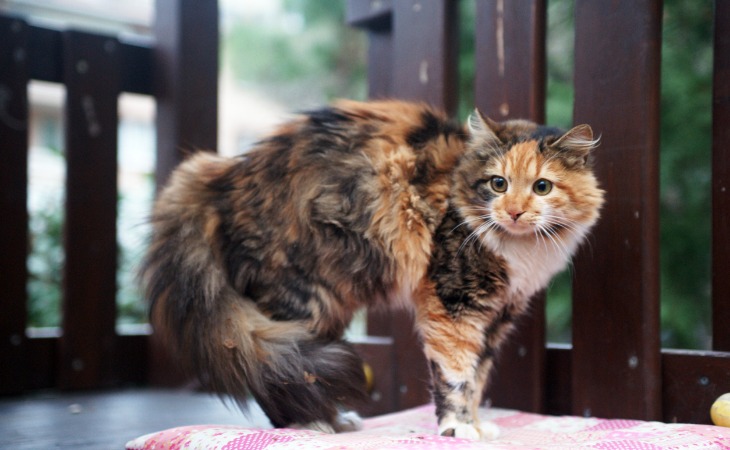 gato calicó con cola en punta.