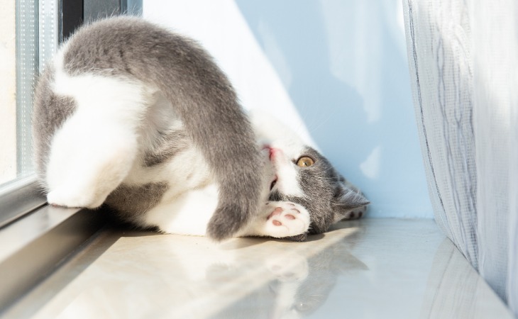 gato gris y blanco jugando con su cola.