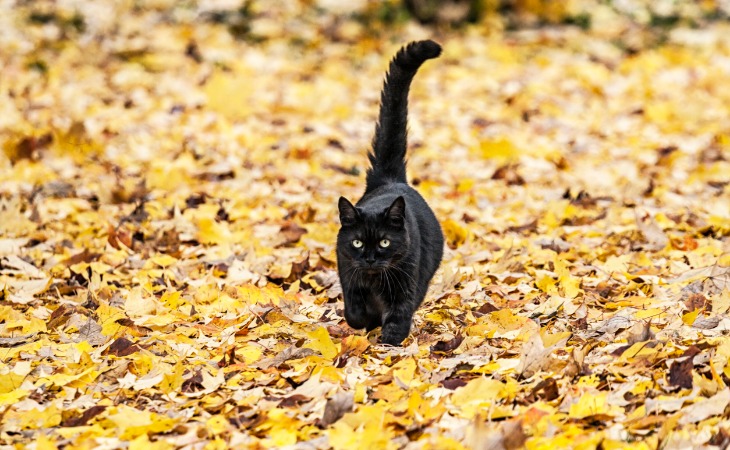 gato negro caminando entre las hojas con la cola levantada.