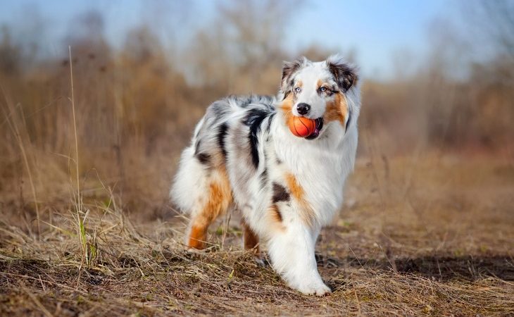 Pastor australiano azul merle con una pelota.