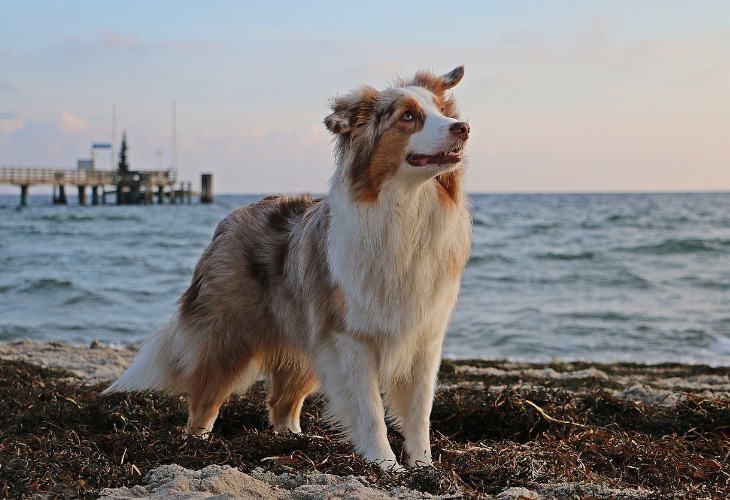 Los perros pastores australianos son de color rojo mirlo.