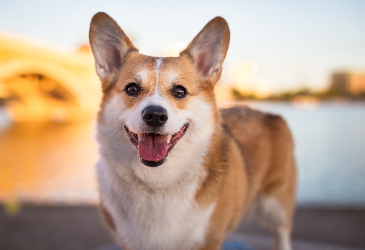 Retrato de un perro Corgi al atardecer.