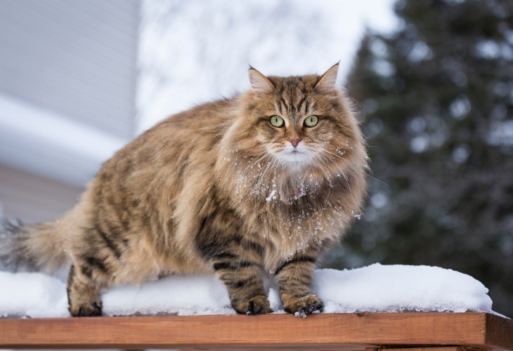 El Siberiano tiene un pelaje suave, brillante, grueso e impermeable.