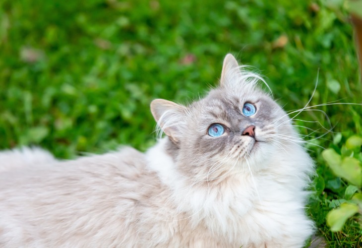 El gato Neva Masquarade siempre tiene los ojos azules.
