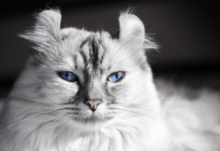 Gato American Curl con ojos azules.