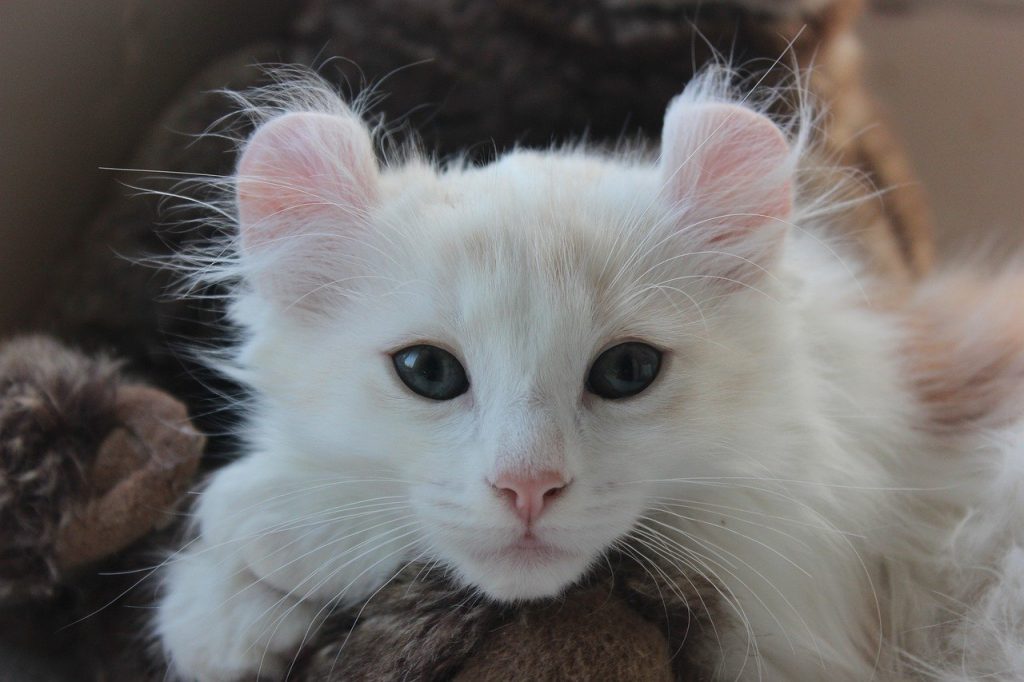 Gatito American Curl blanco.