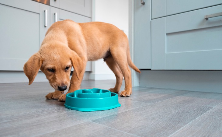 Perro comiendo en un cuenco antivoracidad