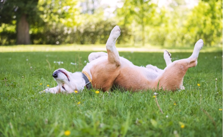 Perro feliz tumbado en la hierba.