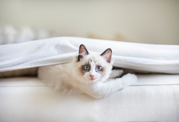 Gatito Ragdoll en una cama.