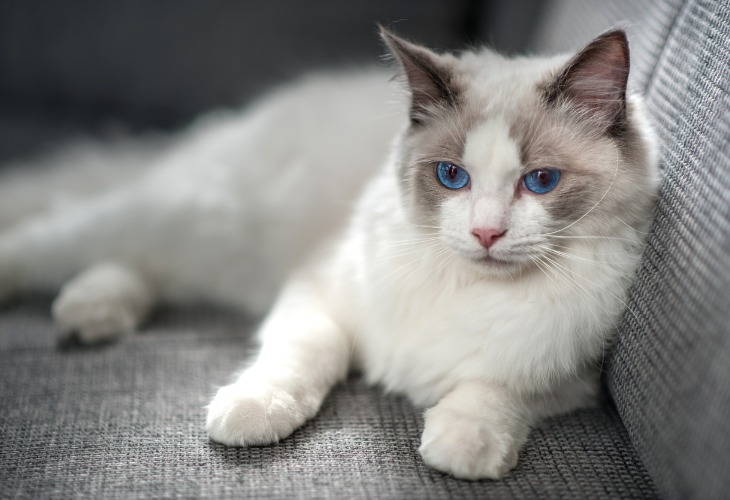 Gato Ragdoll alargado