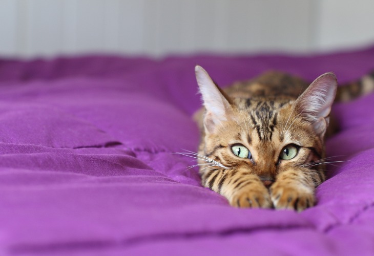 Gato de raza Bengalí tumbado en una cama morada.
