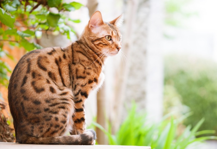 Gato Bengalí sentado