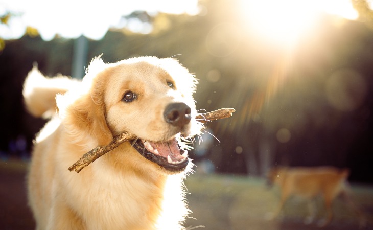 Golden Retrievers que juegan con palos.