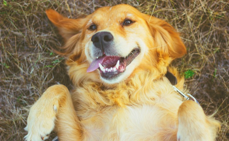 Golden Retriever tumbado en el suelo.