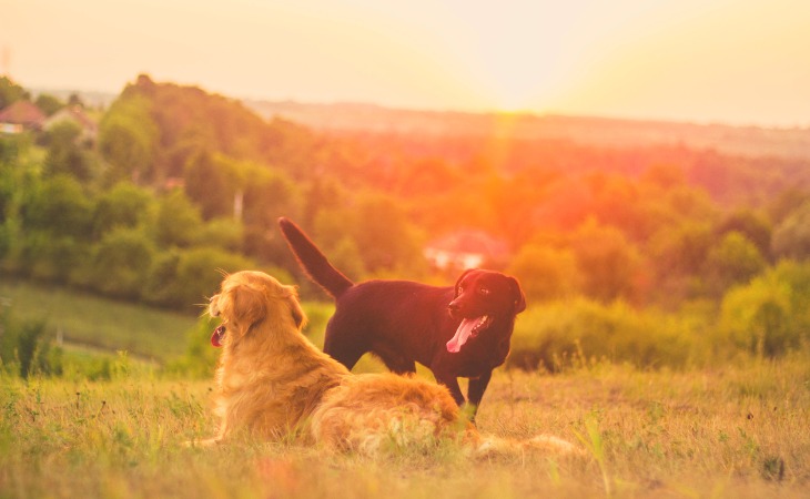 Las differencias entre el Golden Retriever y el Labrador.