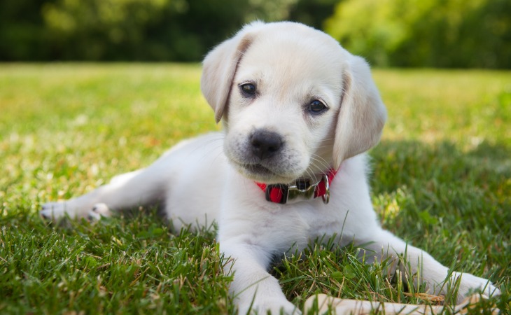 Cachorro Labrador.