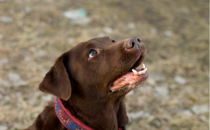 Labrador chocolate.