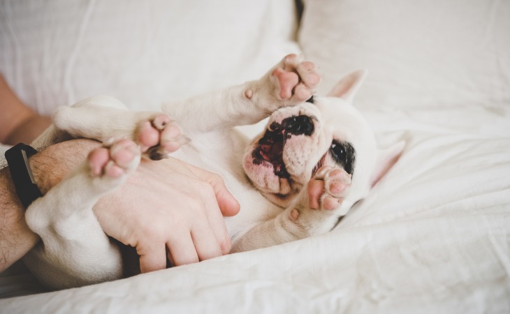 El lenguaje corporal - Cachorro de Bulldog Inglés patas arriba  jugando con su dueño.